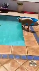 akıllı köpek legenle yüzüyor