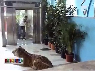 asansörde kaplan olursa ne olur komik