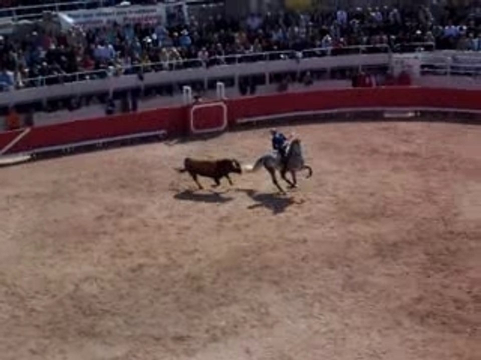 Tareau face au cheval