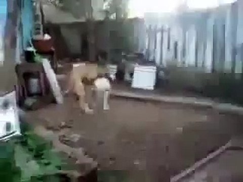 Геи в животном мире. )))))))