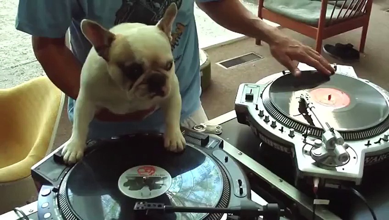 Пес DJ