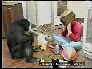 Kanzi söylenenleri anlıyor ve uyguluyor