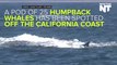 Warm El Nino Current Brings Humpback Whales To California