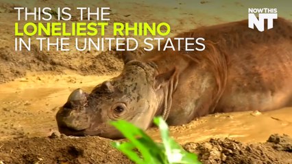 Rare Rhino Moves To Indonesia To Find A Mate