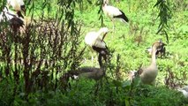 Parc des Cigognes et des Animaux Hunawihr Ribeauvillé