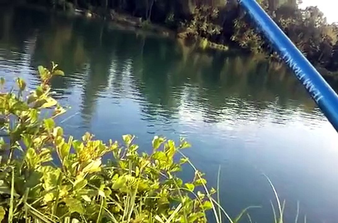 peche au coup elastique poisson enorme carpe barbeau grosse tanche part 1/2