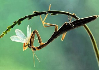 Hayvanların Cinsel Yaşamı - Eş Değiştirenler