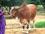 Eid Qurbani Animals , Shah Cattle Farm