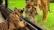 Des bébés tigres rencontrent un tigre adulte pour la première fois
