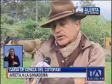 Ceniza del volcán Cotopaxi afecta a la ganadería