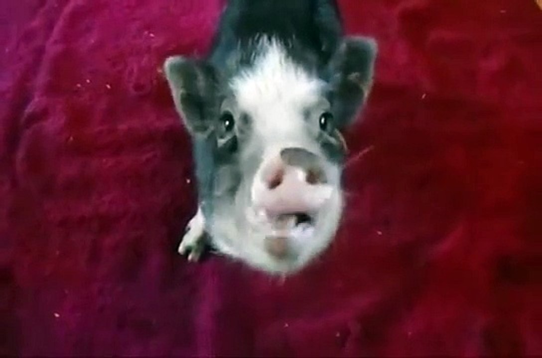 Crazy Piglet Smacks and Smacks and Smacks and Smacks!