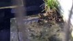 RSPCA Video: Ducklings swimming in wildlife centre