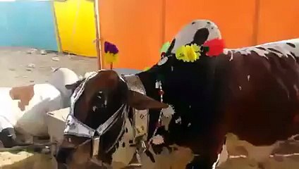 Cow Voluntarily Lays Down to be Slaughtered after being Asked by Owner!
