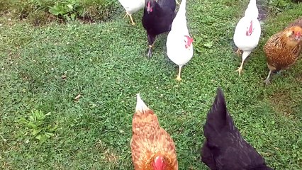 egg collecting in Ohio