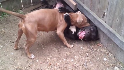 Pitbull fawn blue and gator razoredge