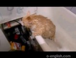 Fat Cat Can't  - Funny ! - Кот Кабанчик  Застрял в Ванной  - Прикол !