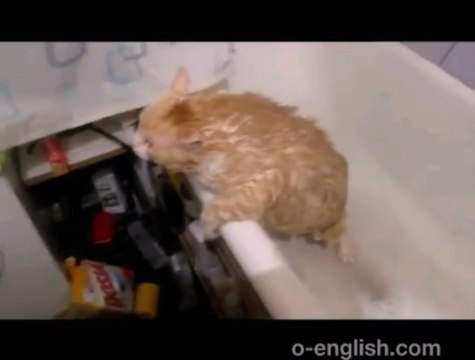 Fat Cat Can't - Funny ! - Кот Кабанчик Застрял в Ванной - Прикол !