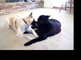 Our dogs..  They both want that bone! (Belgian Shepherd brothers)