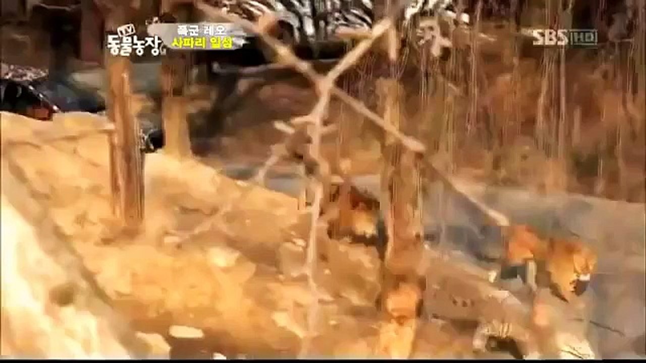 Female white tiger beats Male lion: 击败狮子老虎