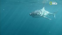 Un grand requin blanc attaque un éléphant de mer