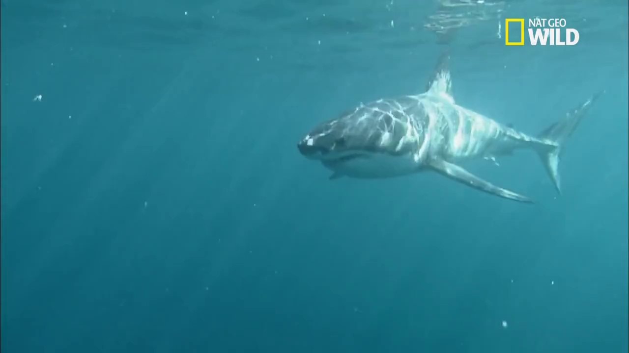 Un grand requin blanc attaque un éléphant de mer