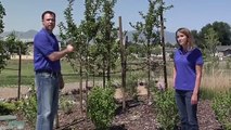 Drip Made Easy - Watering Trees & Shrubs