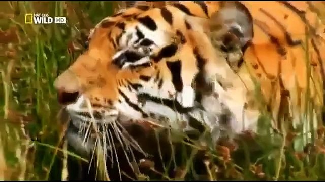 A group of lions kill another attack male lion kills