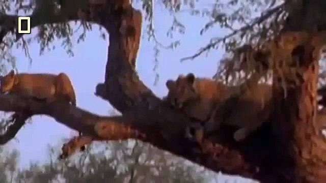 Lions Documentary Hungry Lion Eats and Destroys Hyena National Geographic Full 2