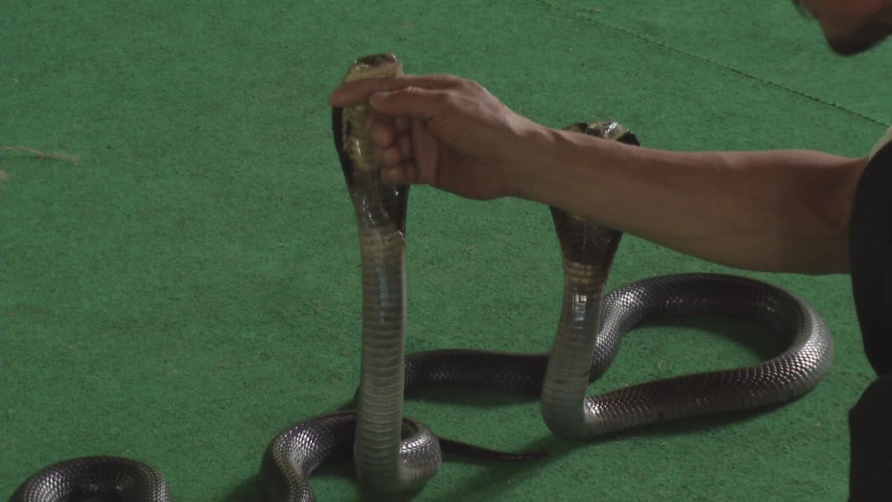 Gefährliche Schlangen-Show: Hier werden Königskobras gequält