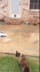 Le chat Philo se fout de la chatière que son maître vient d'installer