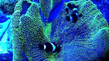 100- gallon reef tank ---My clowns playing in green carpet anemone..