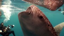 Whale Sharks Feeding on Krill West Papua