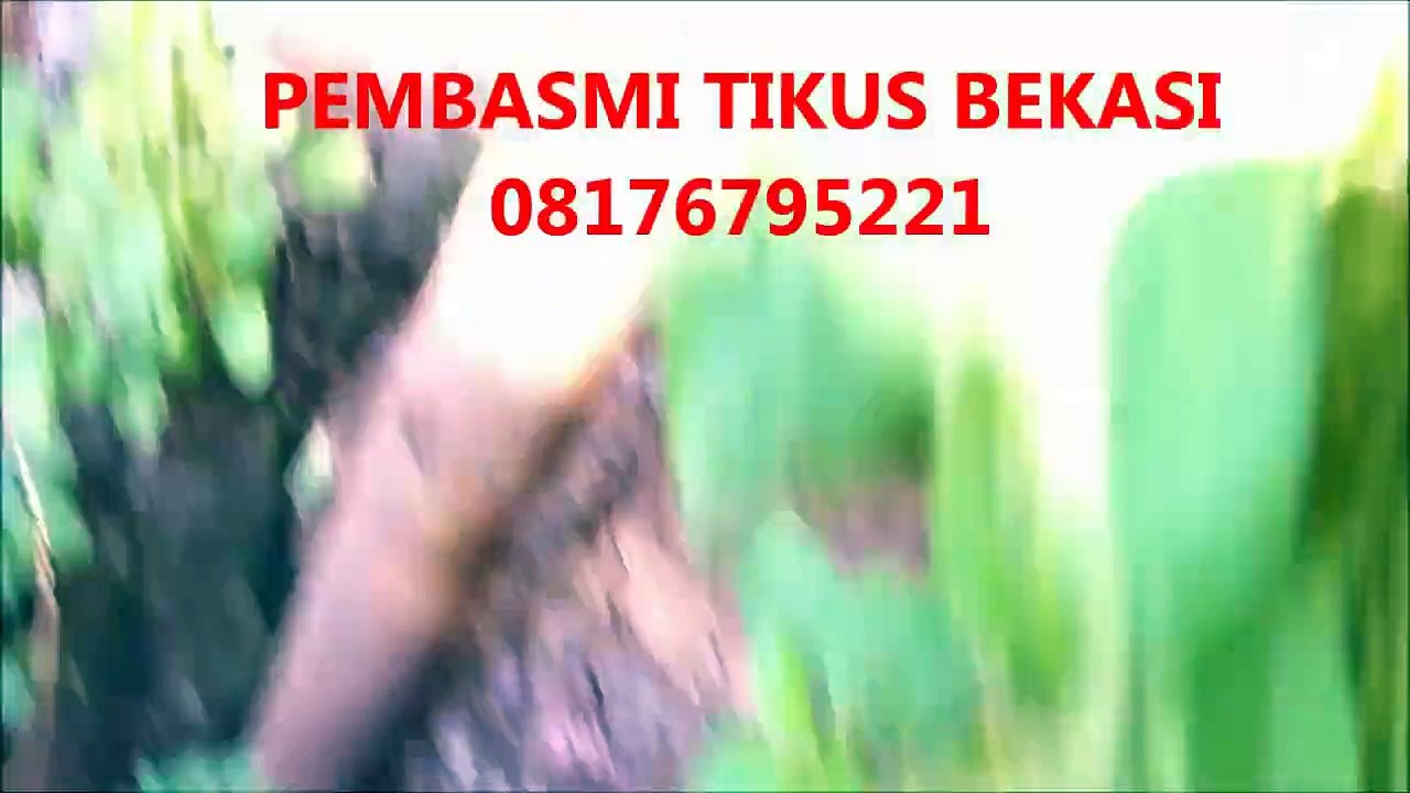 Jasa Pembasmi Tikus Paling Ampuh - 08176795221