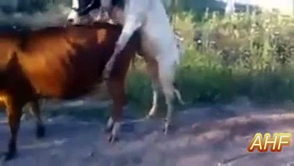 Best Funny Cows Compilation 2015 __ AHF