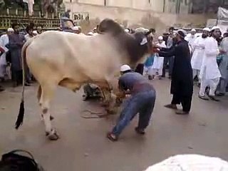 MY Bull Run Before Qurbaani