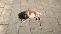 Kitty sunbathing