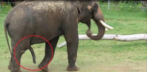 Funny Elephant  Scratches Himself With Its Penis