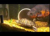 Red eared slider turtle feeding on goldfish.
