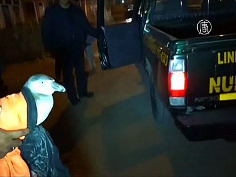 В Перу полиция «задержала» пингвина