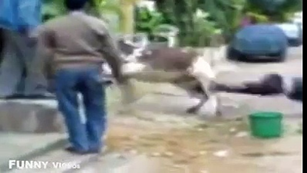 Funny video cow..................2015 beautiful....video......time...11...am....date,,,,8/27/2015