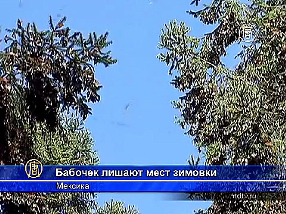 В Мексике уничтожают места зимовки бабочек-монархов