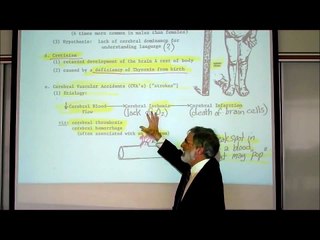 REVIEW OF THE FUNCTIONAL AREAS OF THE BRAIN; Part 1 by Professor Fink Part 1