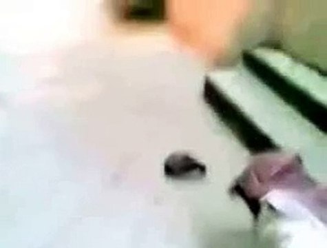 Miracle of Allah In Bird Praying Towards Kaaba