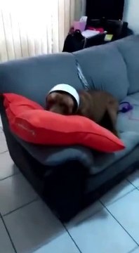 Chien coupable qui ne peut pas nier : poubelle sur le tête!