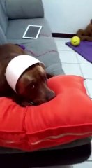 This dog is guilty and can't lie about it! Hilarious...