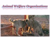 Animal Welfare Organisations