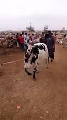 Bachri sold out cow mandi karachi 2015 4 daant