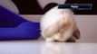 Roger Bunny - Lazy Cute Miniature Holland Lop Belier Rabbit