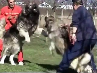 الكلب القوقازي قاتل الذئاب واشرس الكلاب واقواها