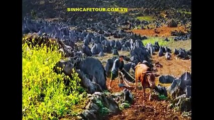 Du lịch Hà Giang mùa hoa Tam giác Mạch